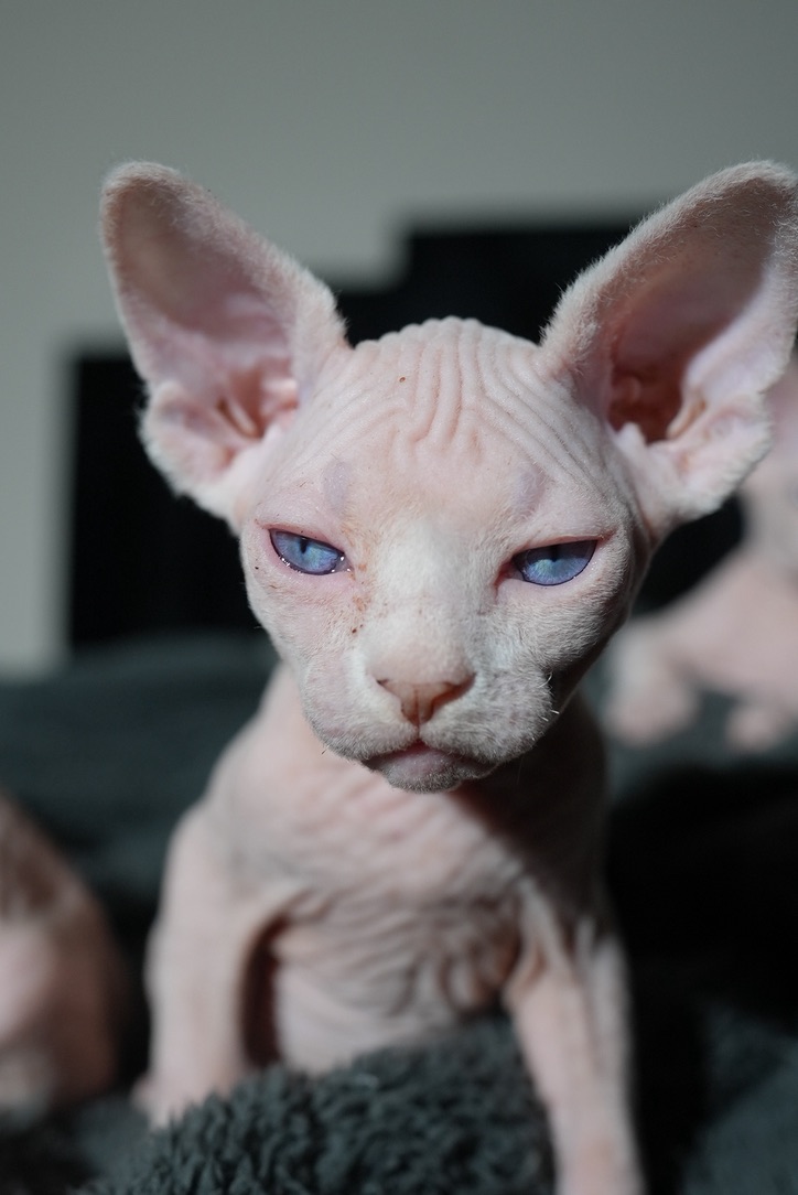Sphynx cat